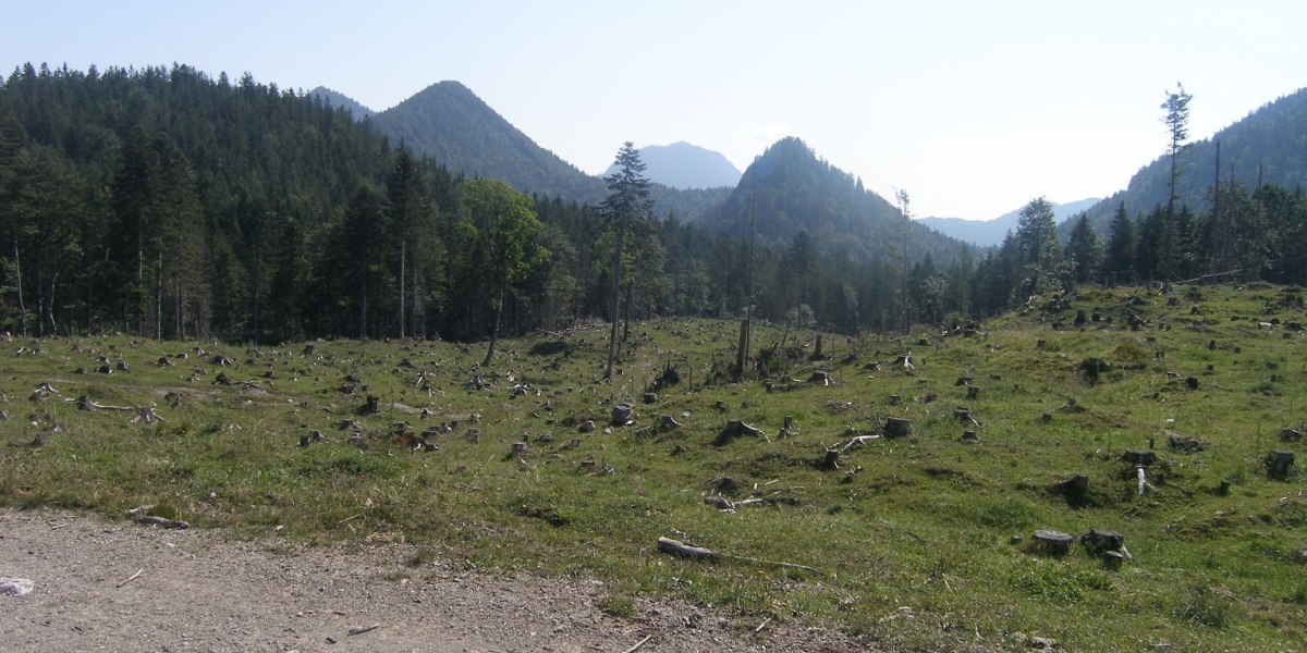 Lichtung oberhalb der Kotalm., © Outdooractive Redaktion