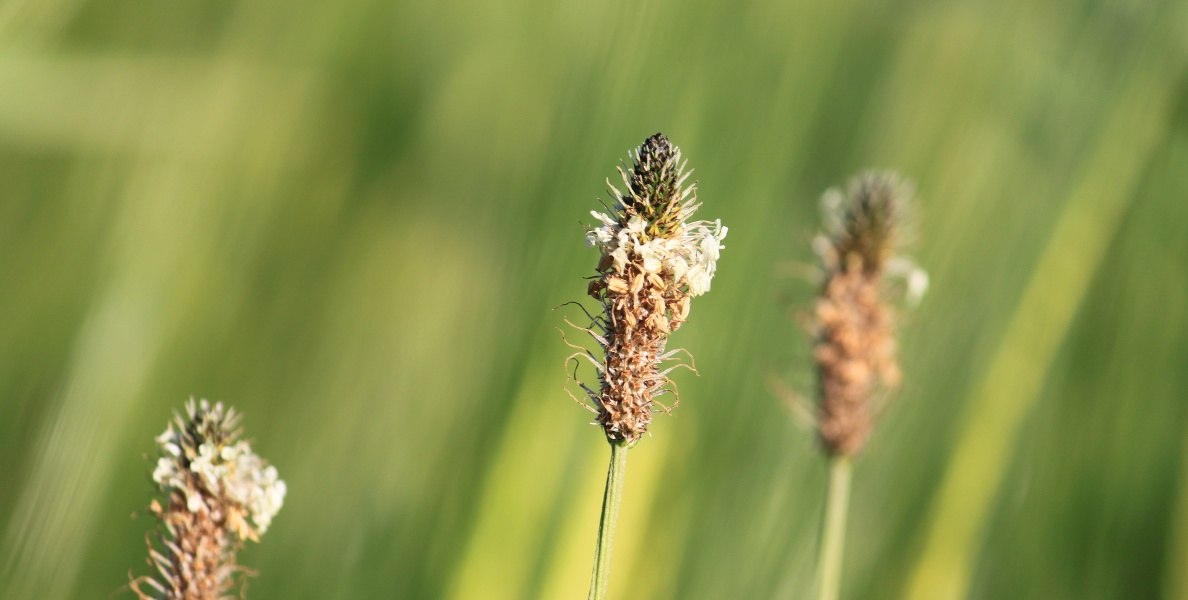 Spitzwegerichblüte, © Tölzer Land Tourismus