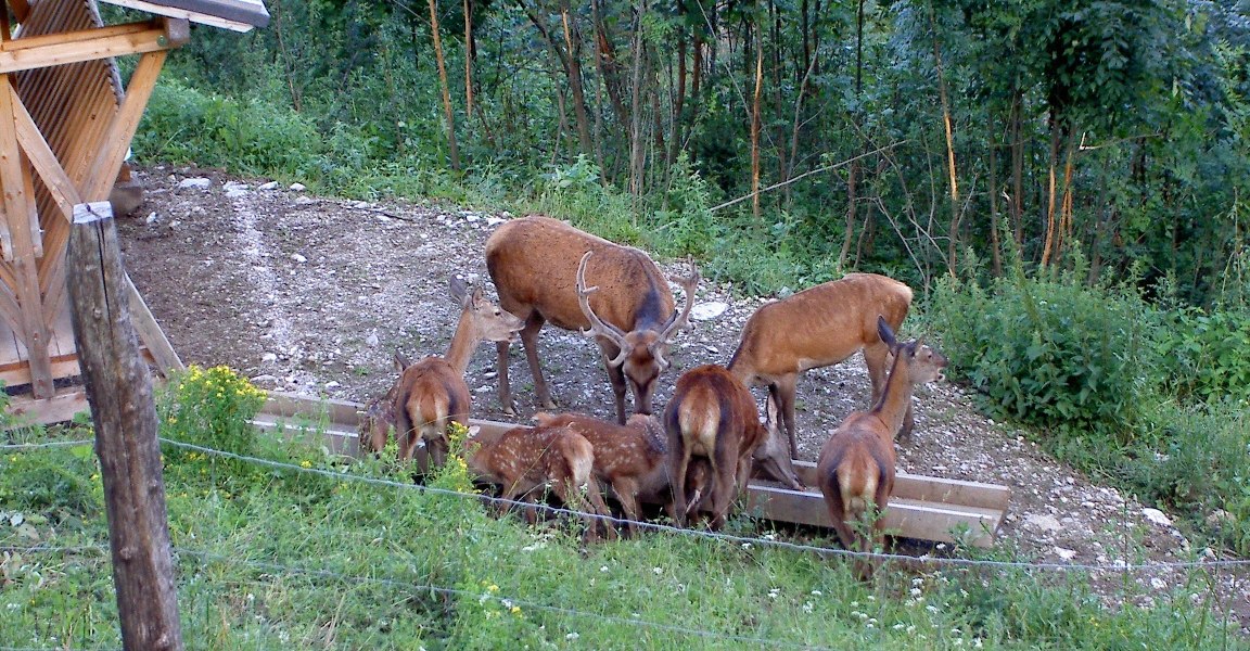 Wildgehege an der Reisealm, © Tourismus Lenggries