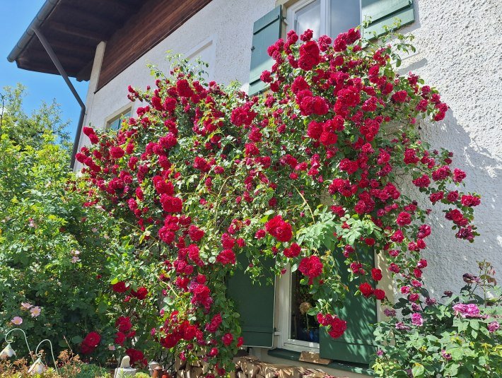 Rosenpracht im Garten der Nicklbauers, &copy; Landratsamt Bad T&ouml;lz-Wolfratshausen, Dollinger