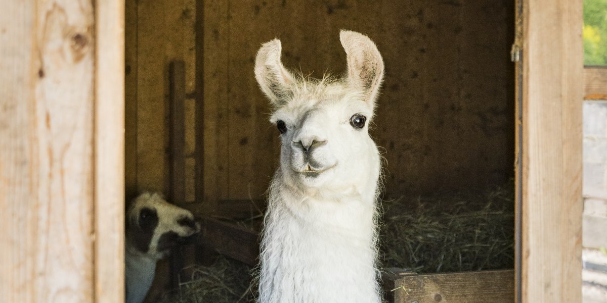 Highres_Erlenwald Lamas_Dietmar Denger-1, © Tölzer Land Tourismus, Dietmar Denger