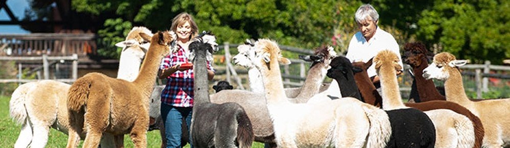 T&ouml;lzer Land Alpakas, &copy; T&ouml;lzer Land Alpakas