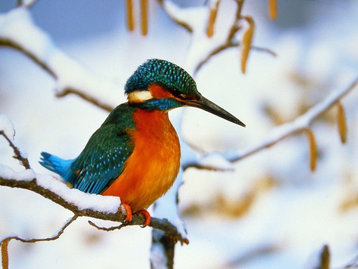 An der Vogelbeobachtungsstation Moosm&uuml;hle im Klosterland Benediktbeuern k&ouml;nnen in den Wintermonaten bis zu 30 Vogelarten beobachtet werden - mit etwas Gl&uuml;ck sogar den hier abgebildeten Eisvogel., &copy; Rudolf Schmidt |Don Bosco Kloster Benediktbeuern