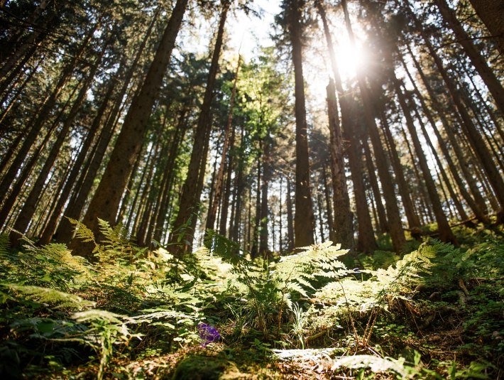 Durchatmen: Wald am Blomberg, &copy; T&ouml;lzer Land Tourismus / Foto Leonie Lorenz