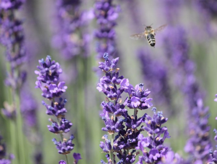 Auf Lavendel fliegen die Bienen, © Tölzer Land Tourismus|J. Kirschenhofer