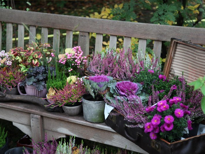 Tölzer Herbstzauber, © Michaela Dorfmeister|rosentage.de