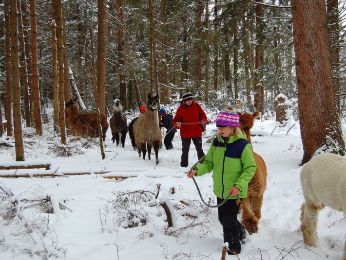 Alpakawandern mit Kindern im Winterwald, © ALT Foto: ?