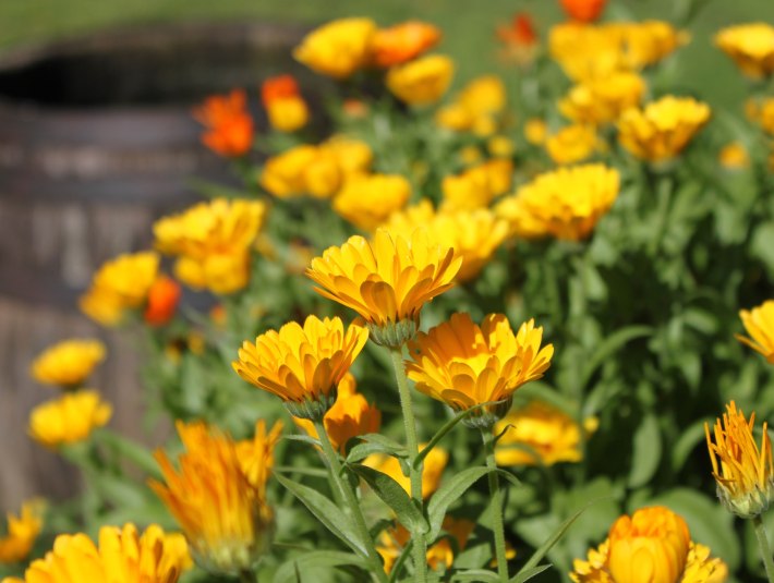 Die Ringelblume, Zeichen der Vitalhöfe, © Archiv Tölzer Land Tourismus