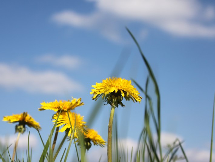 Der Löwenzahnfrühling lässt grüßen, © Archiv Tölzer Land Tourismus