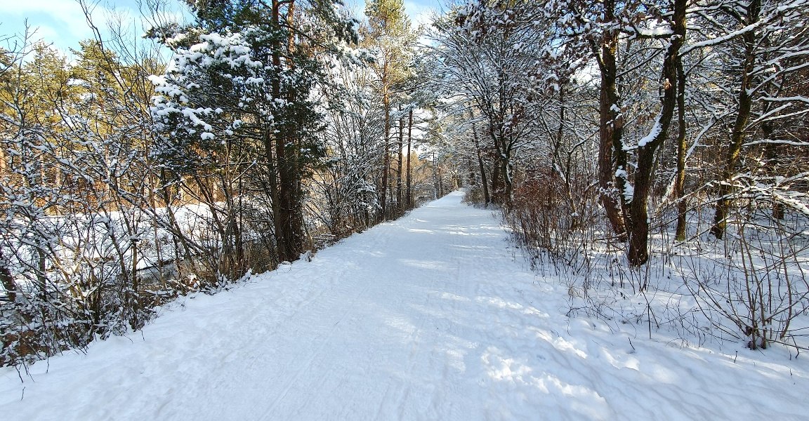 Waldweg, © Unbekannt