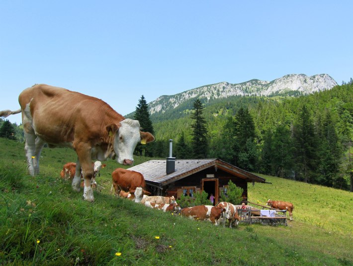 Auf der Alm, © Gästeinformation Jachenau