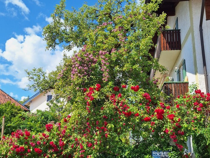 Hoch hinaus wachsen die Rosen am Haus der Nicklbauers, &copy; Landratsamt Bad T&ouml;lz-Wolfratshausen, Dollinger