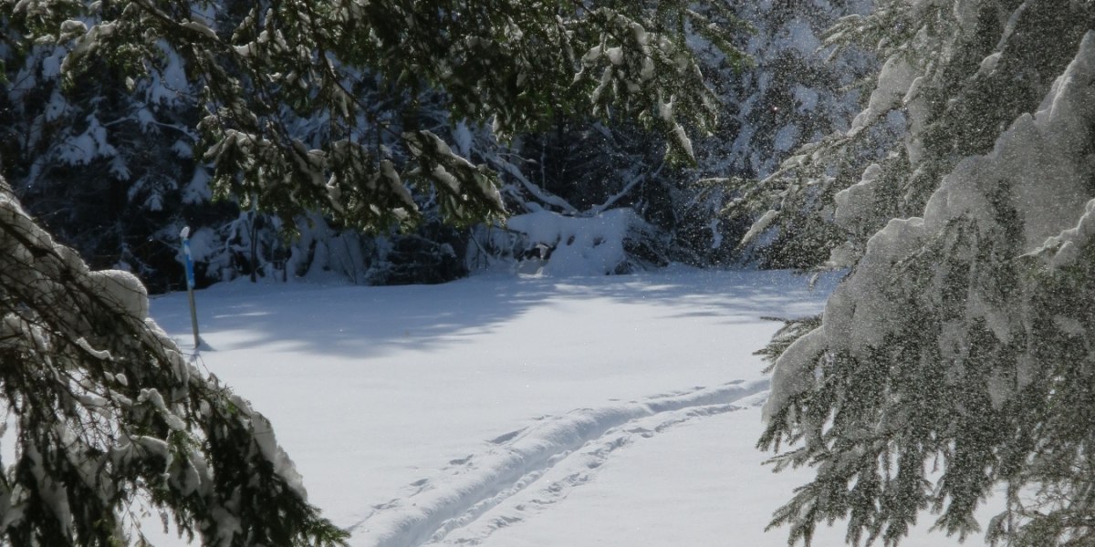 durch den Wald, © Tölzer Land Tourismus