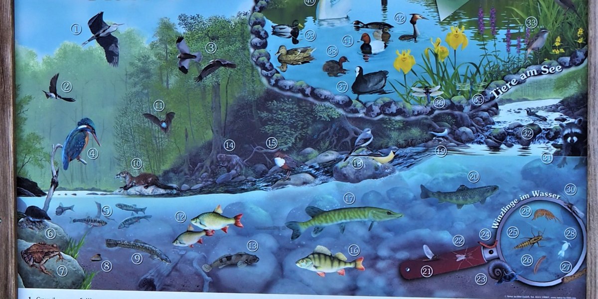 Isarradweg Informationstafel "See- und Flussbewohner", &copy; Fakult&auml;t f&uuml;r Tourismus - Hochschule M&uuml;nchen - Digitales Marketing & Management