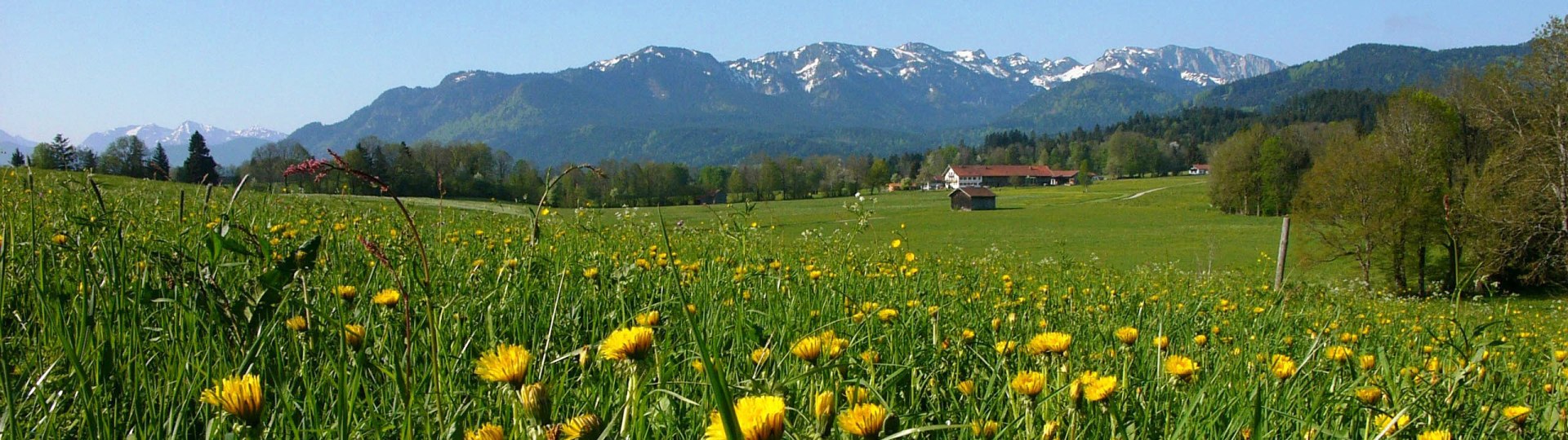 Isarauen mit Löwenzahn, © TLT Foto Helmut Reichelt
