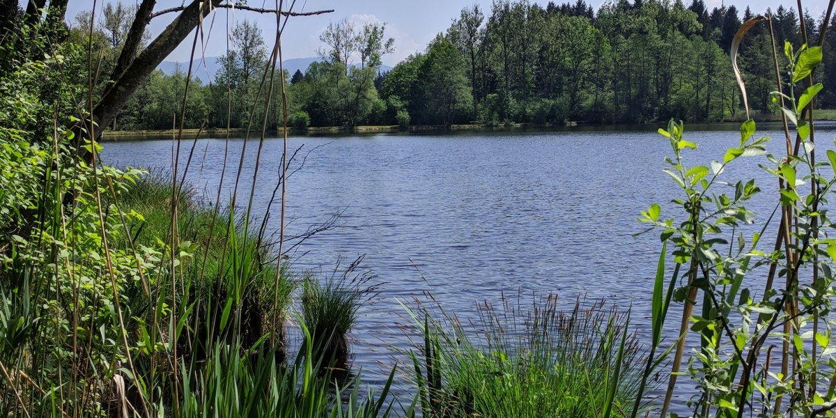Neuer Weiher in der N&auml;he von Promberg, &copy; Stadt Wolfratshausen