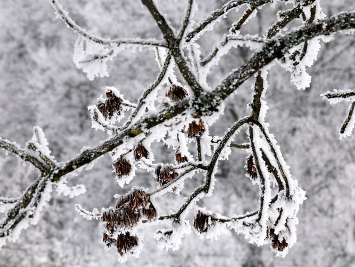 Loipe Ellbach, &copy; T&ouml;lzer Land Tourismus