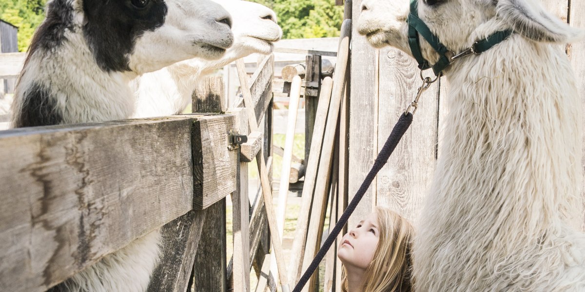 Highres_Erlenwald Lamas_Dietmar Denger-23(c) Tölzer Land Tourismus_Dietmar Denger, © Tölzer Land Tourismus, Dietmar Denger