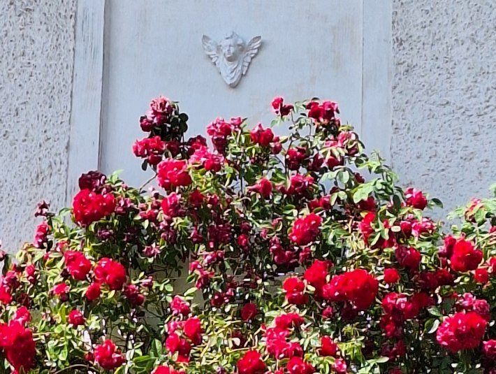 Rosen ranken sich an der Hauswand, &copy; Landratsamt Bad T&ouml;lz-Wolfratshausen, Dollinger