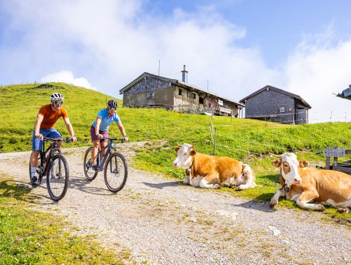 Radfahrer mit Alm und Kühen, © A. Greiter