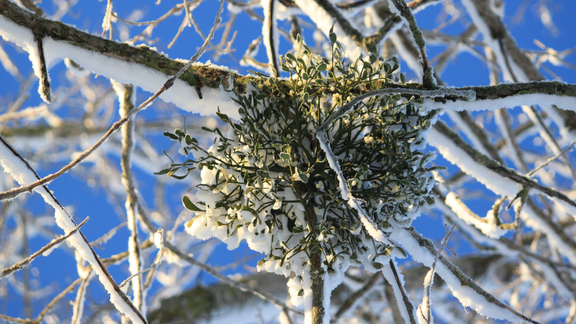 Misteln im Winter, © Archiv Tölzer Land Tourismus|J. Kirschenhofer