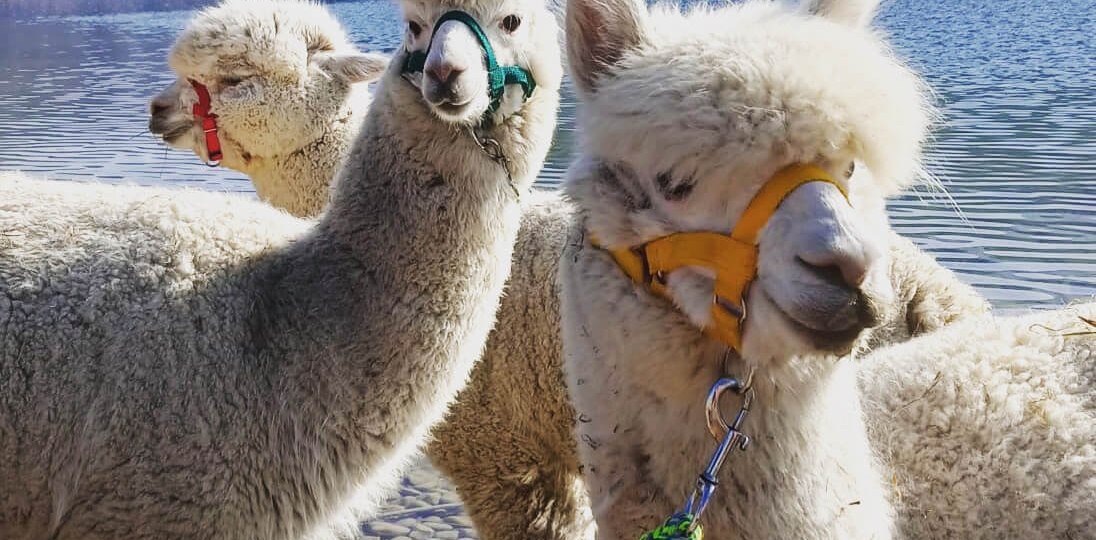 DreimitLogo, &copy; Alpaka-Crew, KlosterGut Schlehdorf