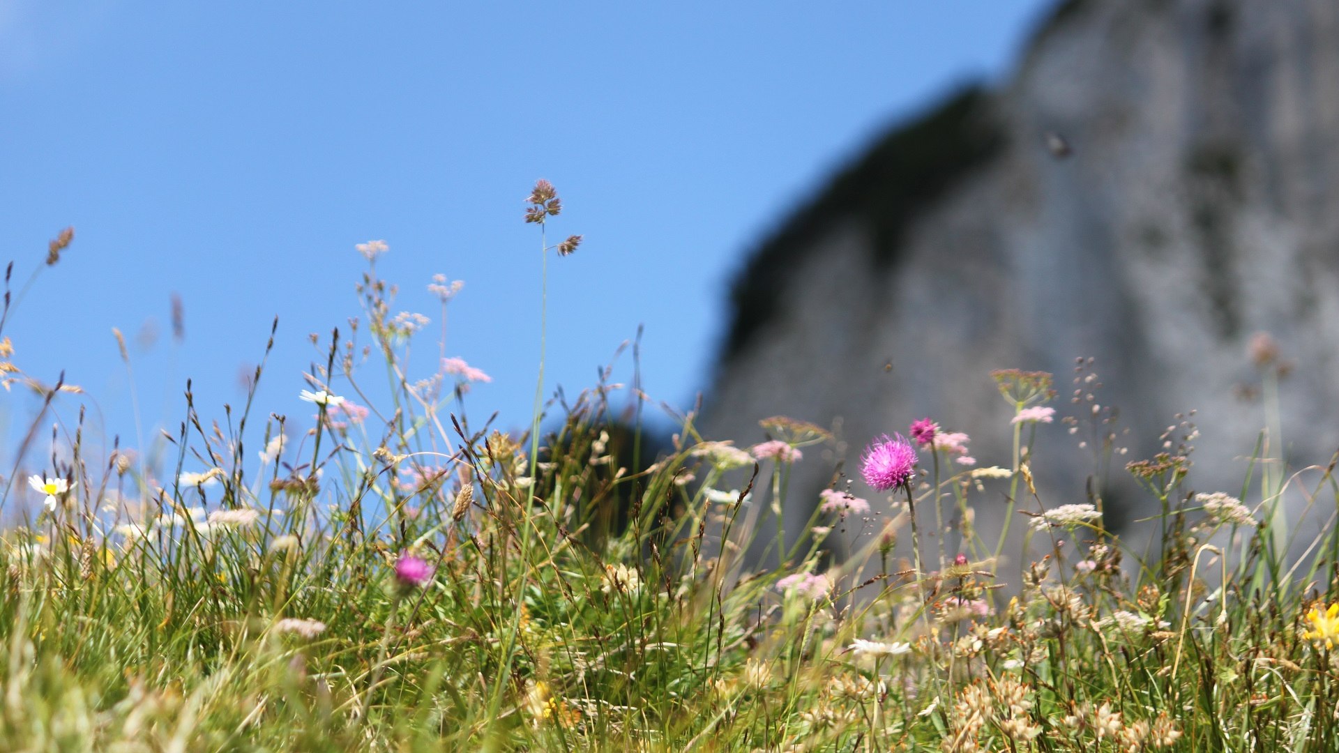 Wildkräuter und -blumen wachsen auf unseren Almwiesen, © Archiv Tölzer Land Tourismus|Foto: Kirschenhofer