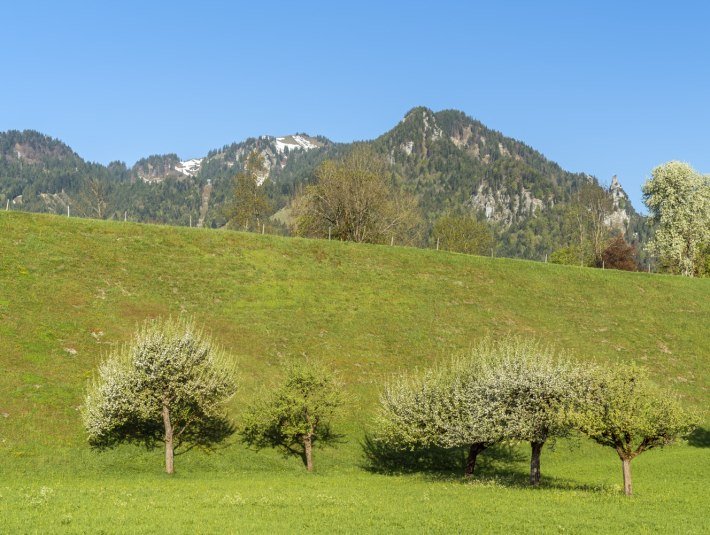 Wiese am Lenggrieser Höhenweg, © Tourismus Lenggries