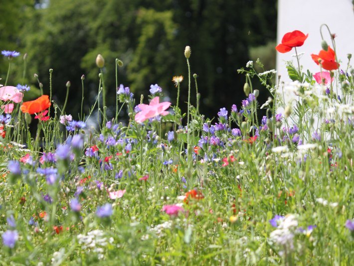 Verschiedene, bunte Blüten im dichten Grün vor dem Kursaal Bad Heilbrunn, © Tölzer Land Tourismus|Kirschenhofer