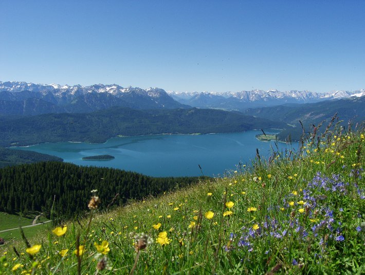 Almwiese mit Walchenseeblick, © TI Walchensee|Fotograf: Paul Wolf