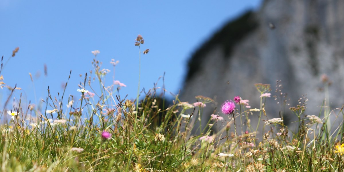 Wildkräuter und -blumen wachsen auf unseren Almwiesen, © Archiv Tölzer Land Tourismus|Foto: Kirschenhofer