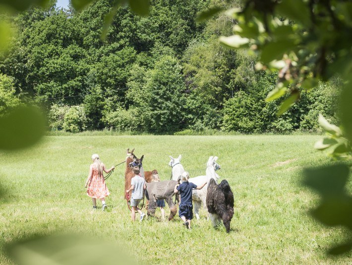 Highres_Erlenwald Lamas_Dietmar Denger-19(c) Tölzer Land Tourismus_Dietmar Denger, © Tölzer Land Tourismus, Dietmar Denger