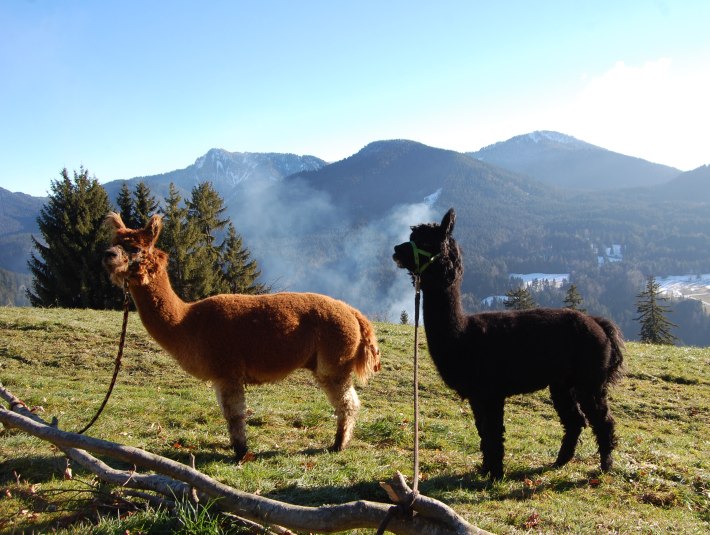 Alpaka-Lama-Team Tölzer Land, © Alpaka-Lama-Team, Nadine Schmitt